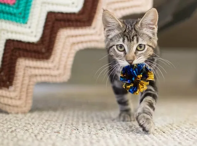 Throw it for me! Purple Collar Pet Photography/Moment, via Getty Images