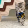 Throw it for me! Purple Collar Pet Photography/Moment, via Getty Images