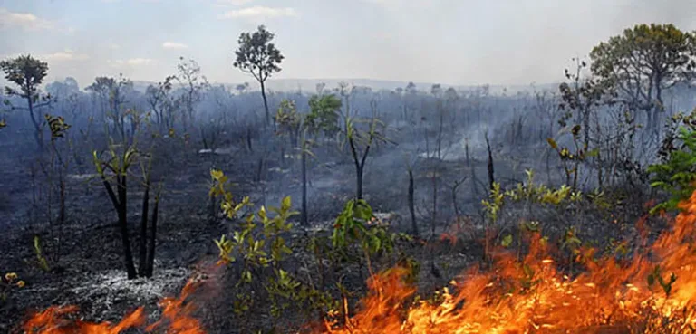 Aumenta desmatamento no Cerrado (Foto: Agência Fapesp)