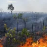 Aumenta desmatamento no Cerrado (Foto: Agência Fapesp)