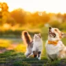 Passeio com cães e gatos: benefícios e cuidados com os animais de estimação