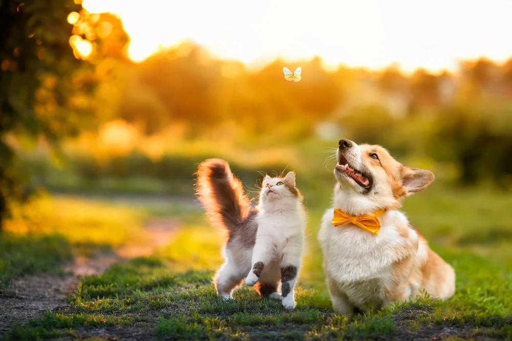 Passeio com cães e gatos: benefícios e cuidados com os animais de estimação