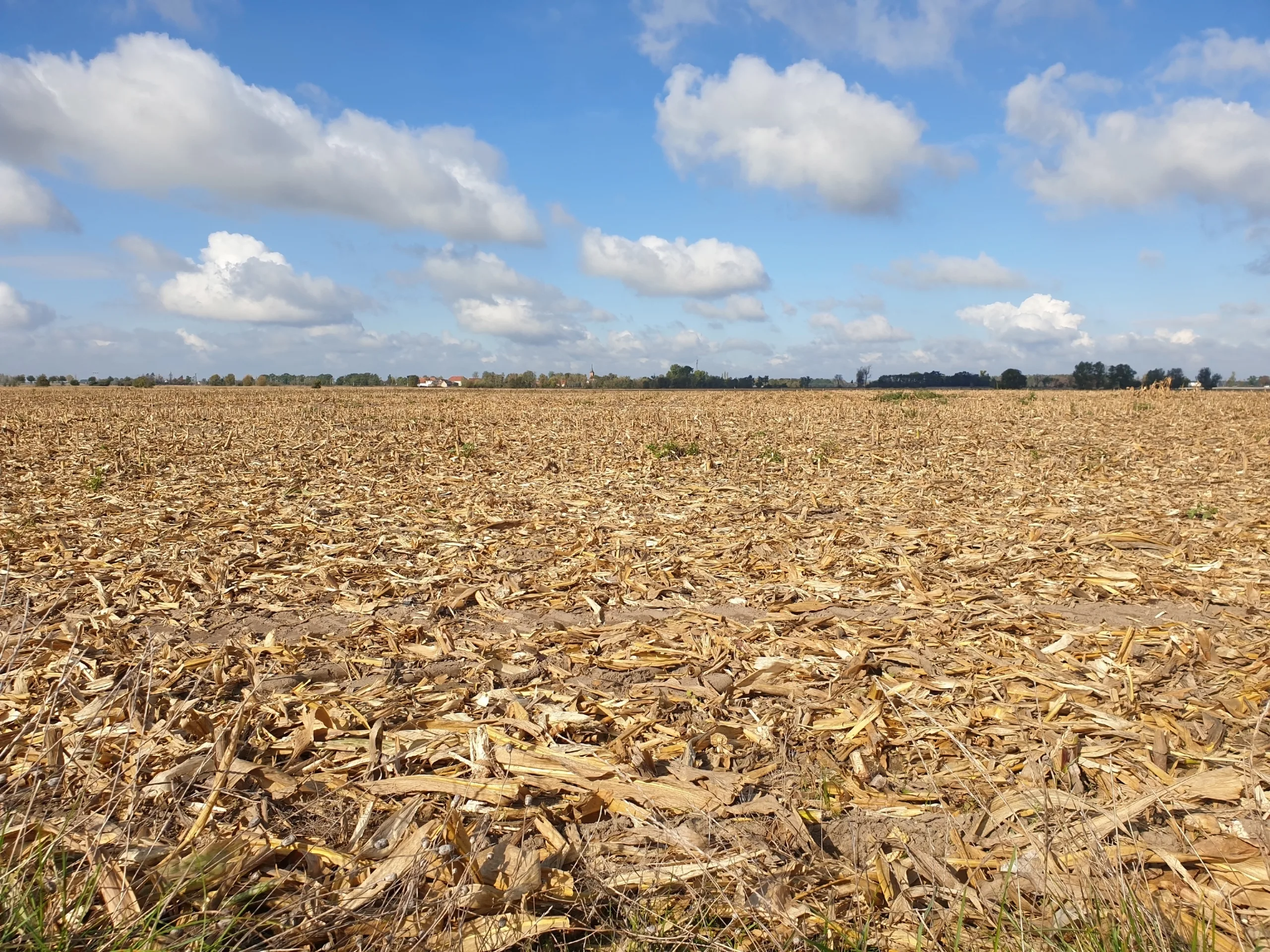 Seca prejudica a produção de alimentos. Foto: wirestock/Freepik