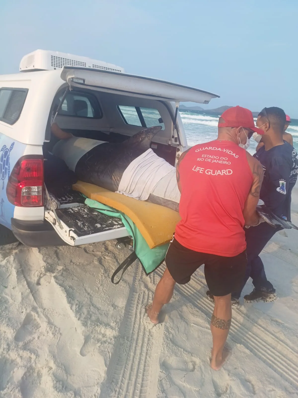 Guarda-vidas auxilia resgate de golfinho em Cabo Frio
