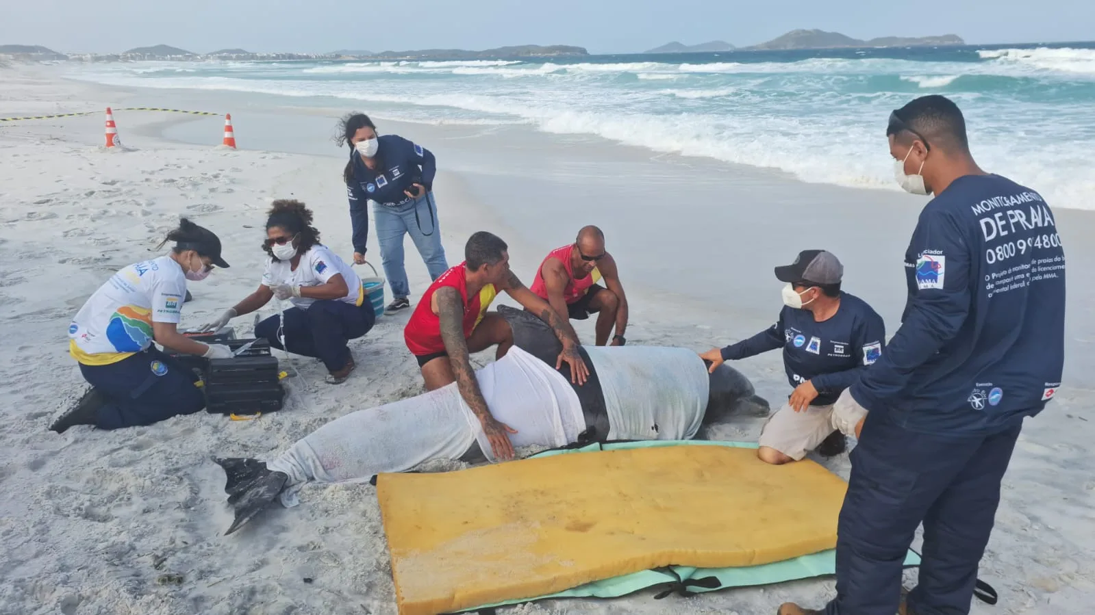 Guarda-vidas auxilia resgate de golfinho em Cabo Frio