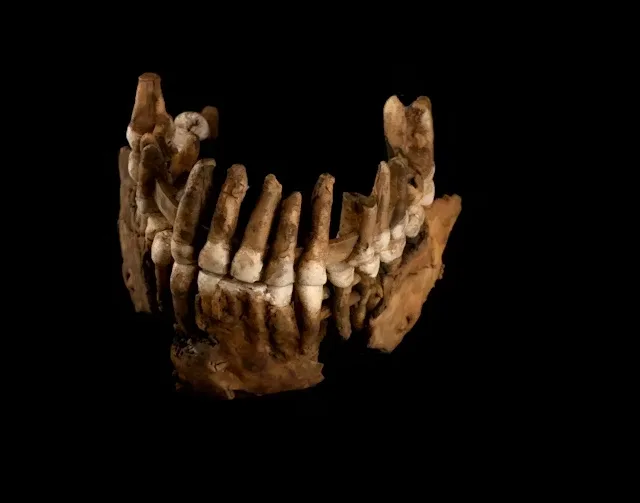 Reconstrução dos dentes do neandertal apelidado de “Thorin” pelos pesquisadores: análise genética mostrou que ele pertence a uma linhagem desconhecida, que se separou dos neandertais “clássicos” da Europa há mais de 100 mil anos. Ludovic Slimak, Fourni par l'auteur