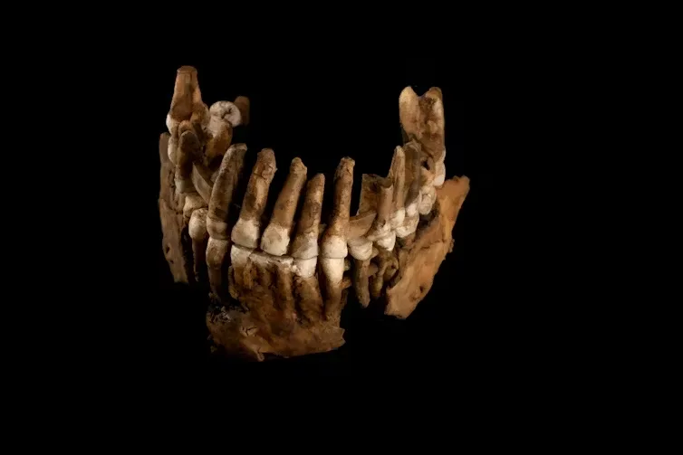 Reconstrução dos dentes do neandertal apelidado de “Thorin” pelos pesquisadores: análise genética mostrou que ele pertence a uma linhagem desconhecida, que se separou dos neandertais “clássicos” da Europa há mais de 100 mil anos. Ludovic Slimak, Fourni par l'auteur