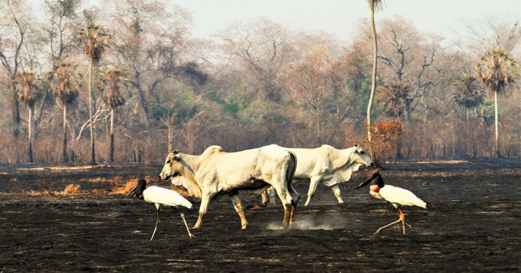 Foto: Saul Schramm/Brasil de Fato