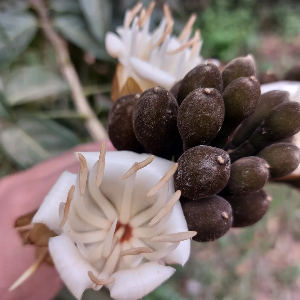 Melancieiro nova especie descoberta por pesquisadores do Jardim Botanico RJ