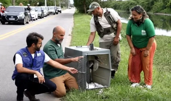 A soltura foi feita pela Secretaria do Ambiente e Sustentabilidade, pelo Inea e demais órgãos ambientais. Foto: Divulgação