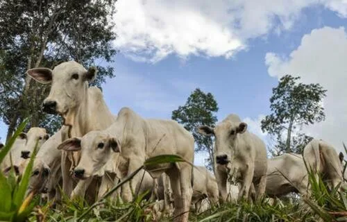 Boi gordo começa semana com redução no preço da arroba