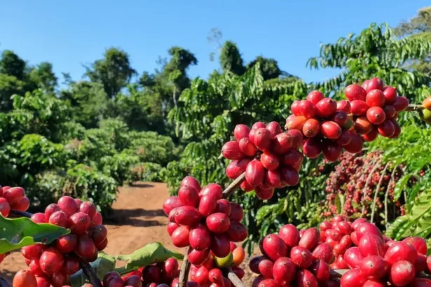 Café fica mais barato, nesta segunda-feira (16)