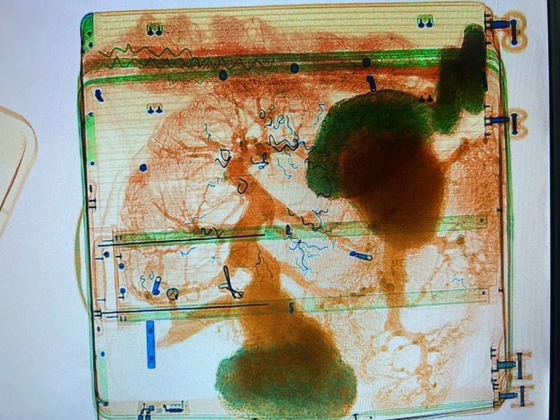 Bonsais foram identificados em inspeção da bagagem no raio-x