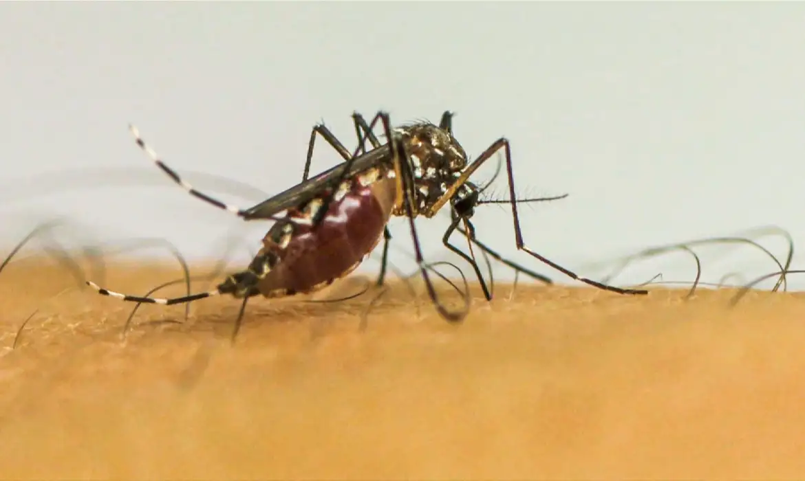 Dengue