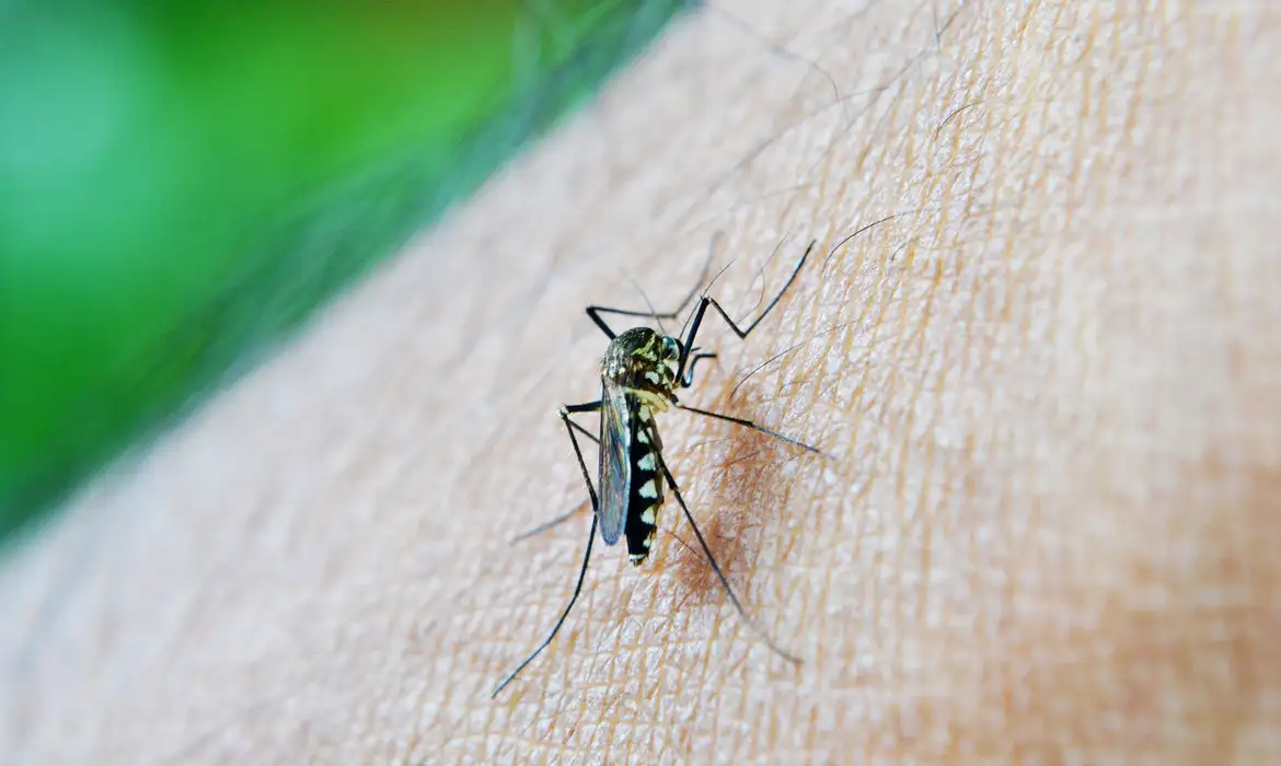 Rio de Janeiro: Entenda porque os casos de dengue aumentam no verão