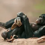 Os chimpanzés e bonobos, ao contrário dos humanos, têm um osso peniano. Mario Plechaty Photograph/Shutterstock