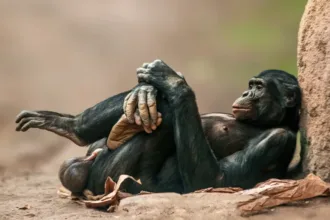 Os chimpanzés e bonobos, ao contrário dos humanos, têm um osso peniano. Mario Plechaty Photograph/Shutterstock