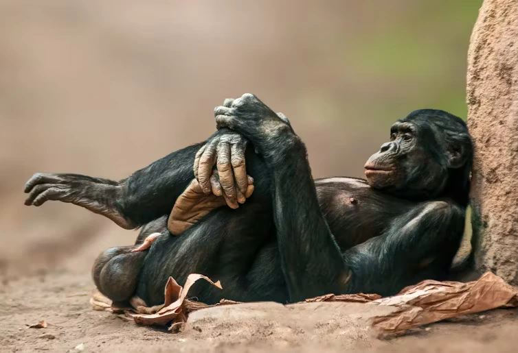 Os chimpanzés e bonobos, ao contrário dos humanos, têm um osso peniano. Mario Plechaty Photograph/Shutterstock